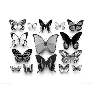 PPR43623 Alyson Fennell (Collection de Papillons) (40x50)